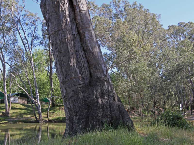 The Canoe Tree Corowa
